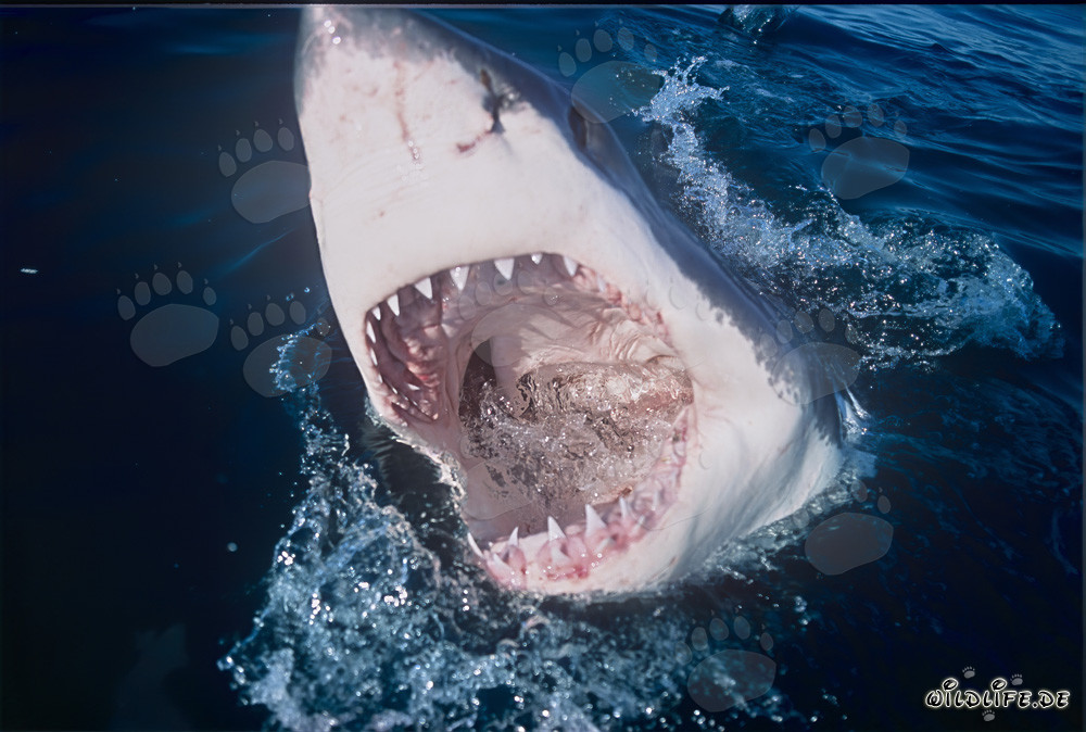 Imponente squalo bianco con la bocca aperta
