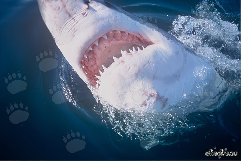 Grand requin blanc avec la gueule ouverte et des dents impressionnantes