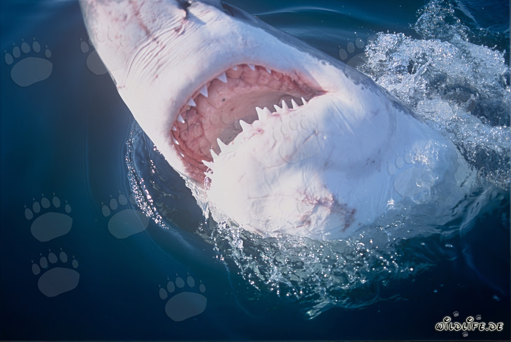 Grande squalo bianco con la bocca aperta e un impressionante set di denti