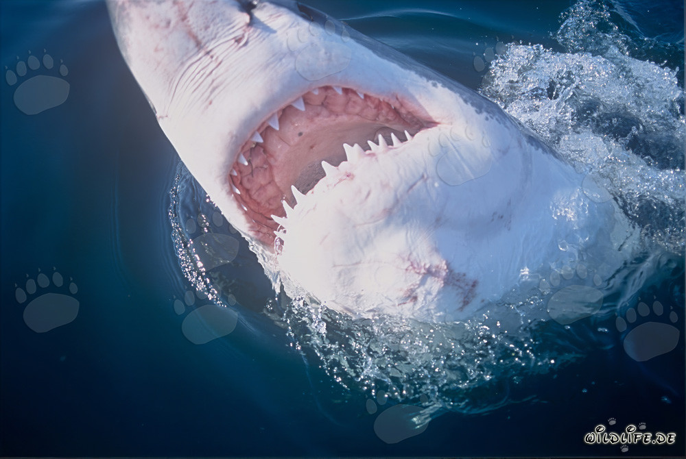 Gran tiburón blanco con la boca abierta y unos impresionantes dientes