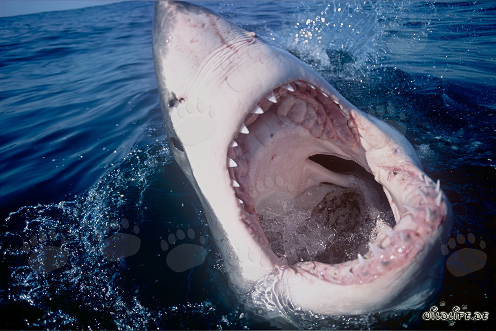 Impresionante Gran Tiburón Blanco con la boca abierta frente a la costa de Sudáfrica
