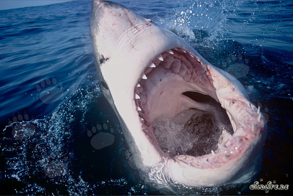 Imponente Squalo Bianco con la bocca aperta al largo delle coste sudafricane