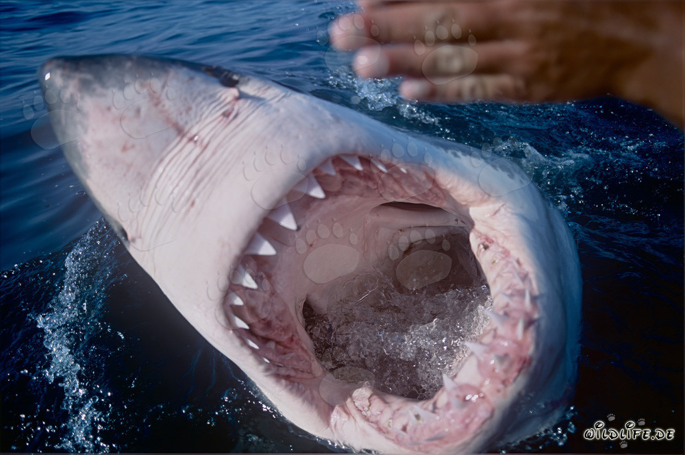 Impresionante Tiburón Blanco con la boca abierta frente a la costa de Sudáfrica