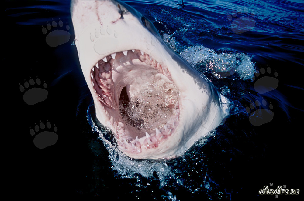 Fascinating view into the powerful jaws of the Great White Shark