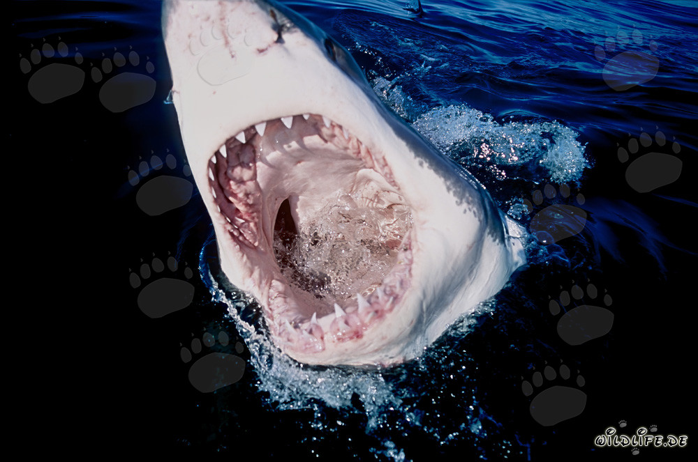 Vista affascinante nella potente bocca dello squalo bianco