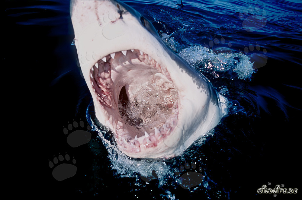 Fascinante vista en la poderosa mandíbula del tiburón blanco