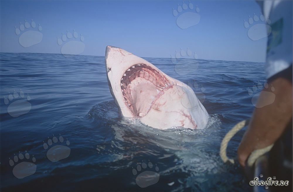 Close-up view into the huge Great White Shark mouth