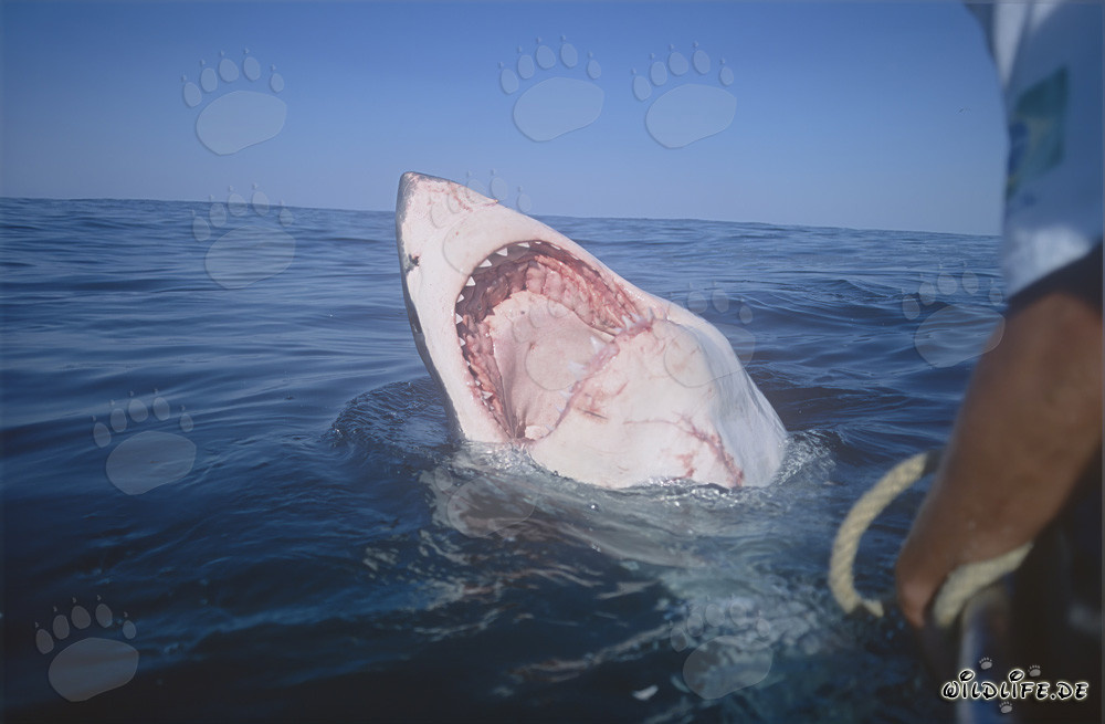 Vue de près dans la gueule du grand requin blanc