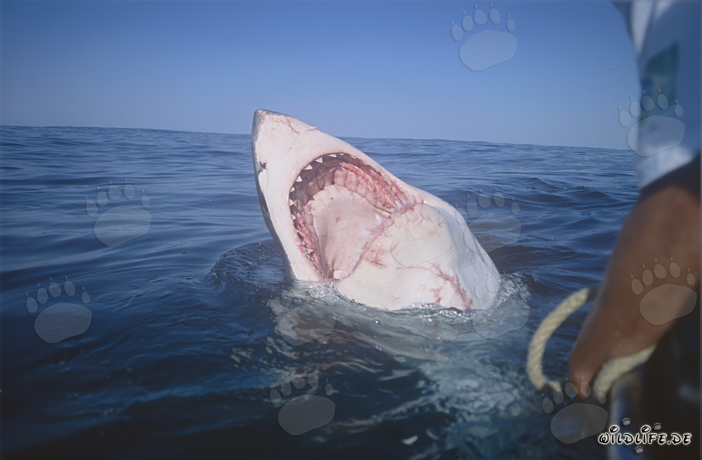 Sguardo ravvicinato nella bocca del grande squalo bianco
