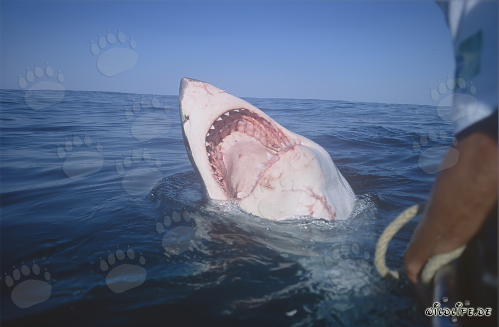 Vista de cerca de la enorme boca del gran tiburón blanco