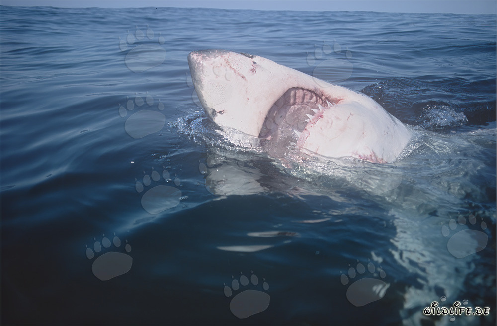 Grand requin blanc avec la gueule ouverte en Afrique du Sud