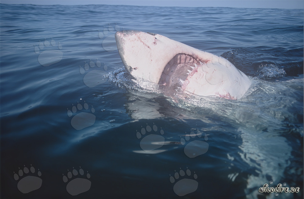 Impressive Great White Shark with Mouth Open in South Africa