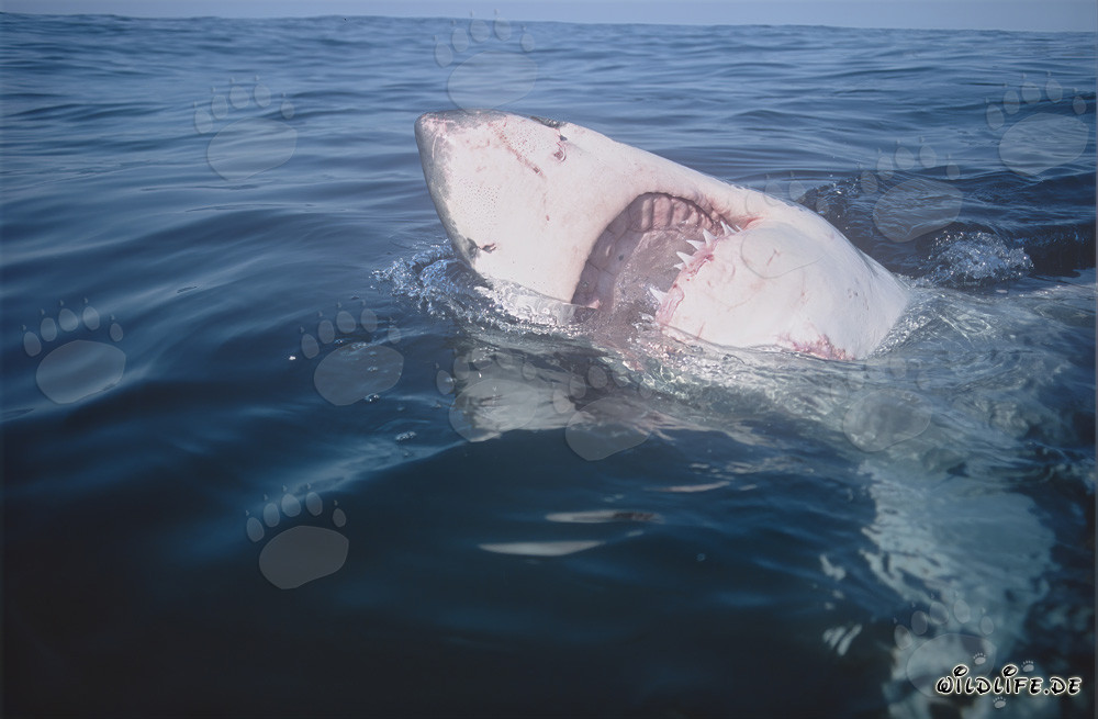 Imponente Squalo Bianco con la bocca aperta in Sudafrica