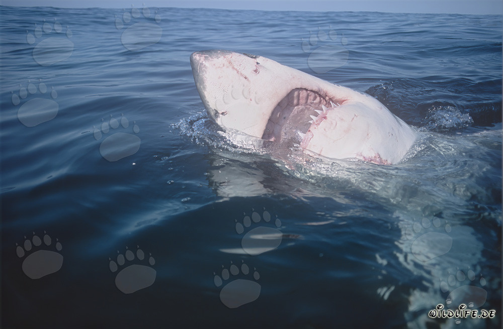 Impresionante Tiburón Blanco con la boca abierta en Sudáfrica
