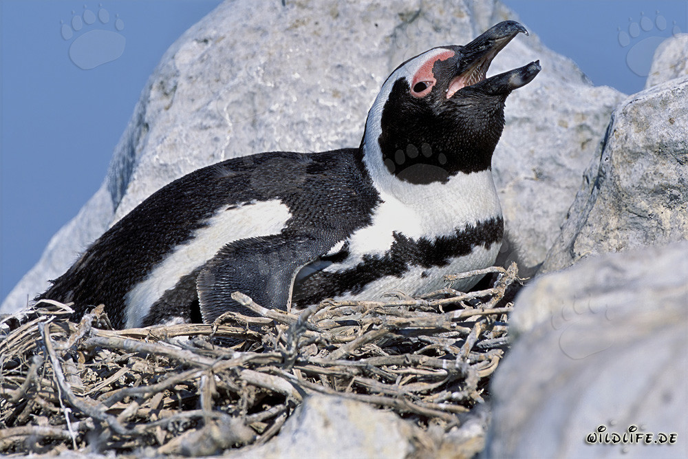 Faszinierender Brillenpinguin auf Dyer Island, Südafrika
