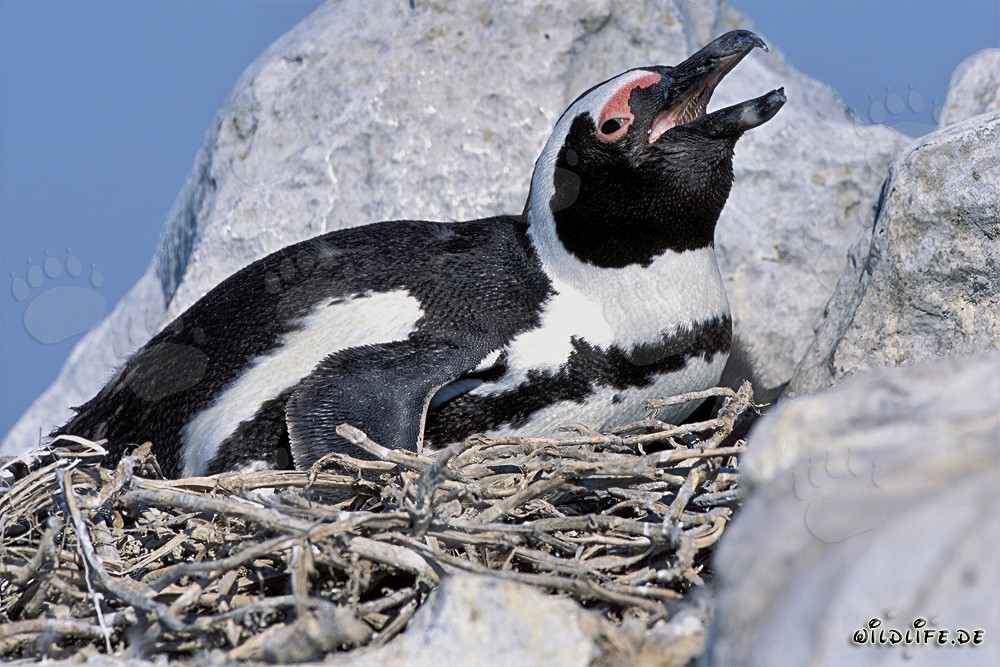 Pingouin à lunettes fascinant sur l'île de Dyer, Afrique du Sud