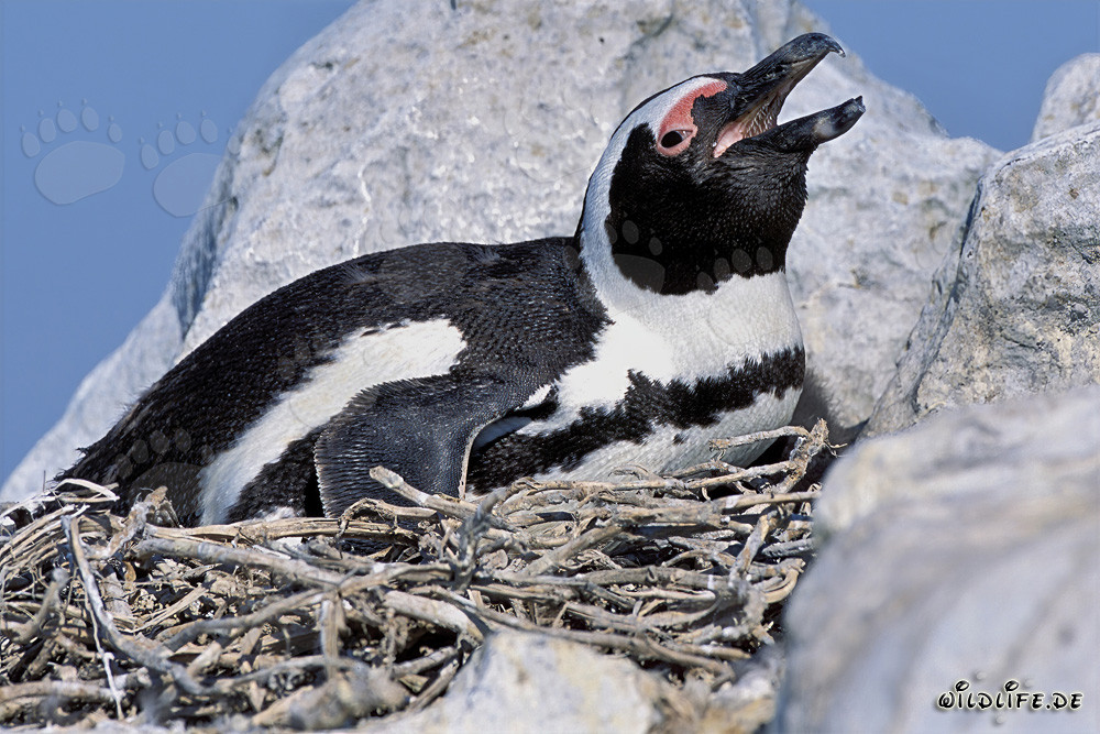 Pingüino de anteojos fascinante en la isla de Dyer, Sudáfrica