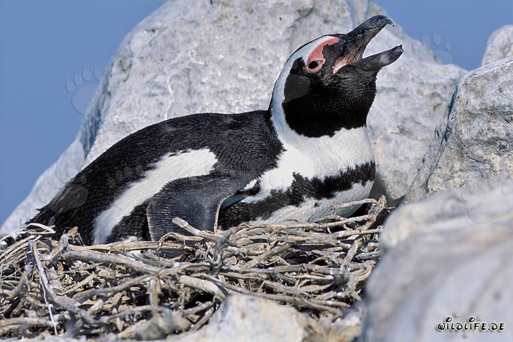 Fascinante pinguino di Dyer Island, Sudafrica