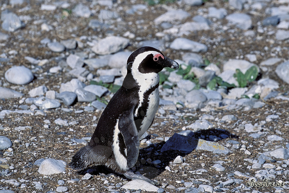 African penguin (Spheniscus demersus) on the protected Dyer Island in South Africa
