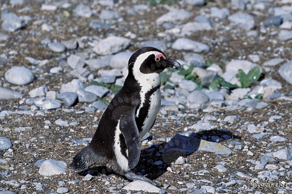 Brillenpinguin (Spheniscus demersus) auf der geschützten Dyer Island in Südafrika