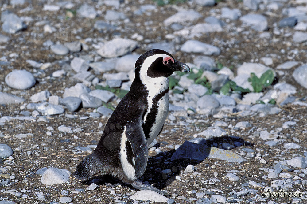 Pingüino de El Cabo (Spheniscus demersus) en la protegida Isla Dyer en Sudáfrica