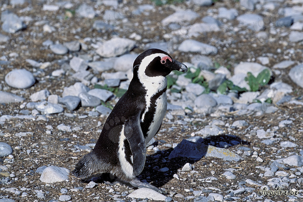 Pinguino del Capo (Spheniscus demersus) sull'Isola protetta di Dyer in Sudafrica