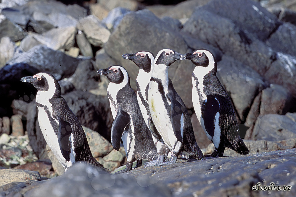 Pingouins à lunettes sur l'île de Dyer en Afrique du Sud