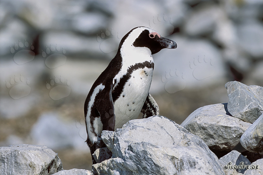 Brillenpinguin (Spheniscus demersus)