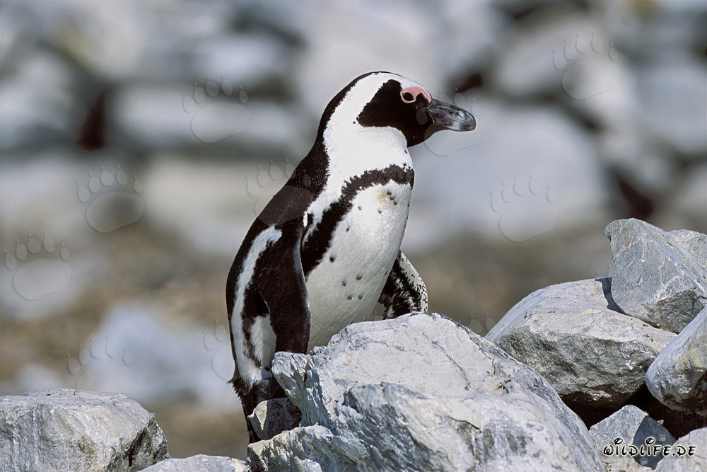 Manchot du Cap (Spheniscus demersus)
