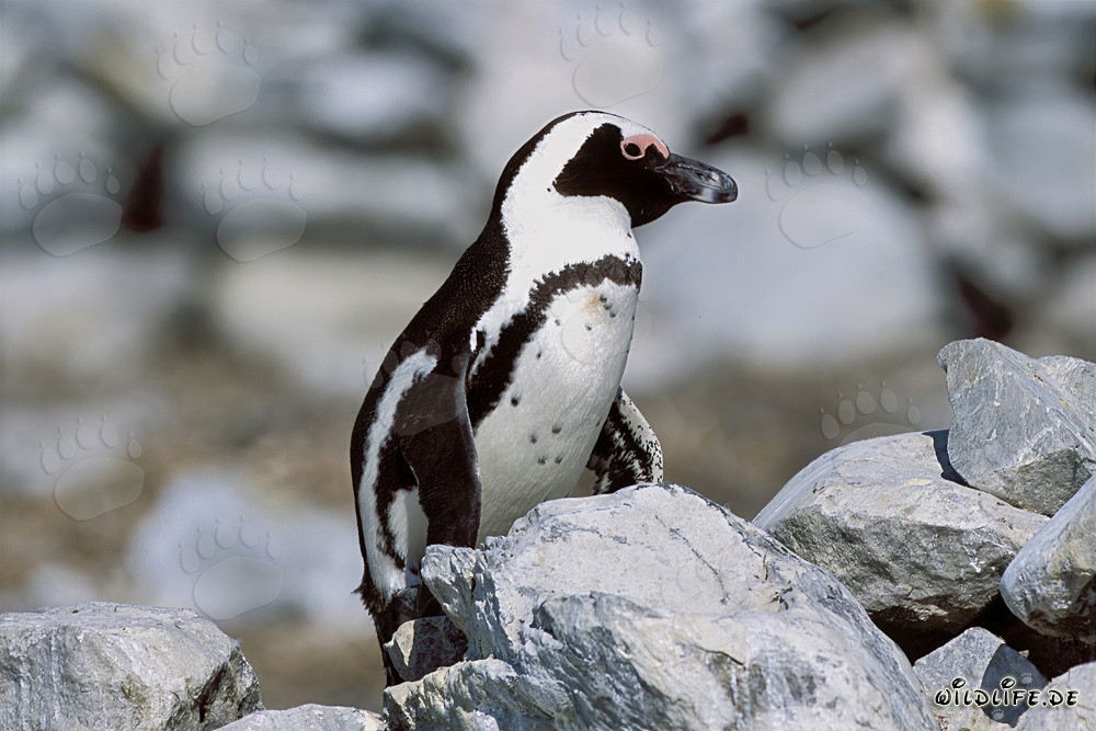 Pingüino de El Cabo (Spheniscus demersus)