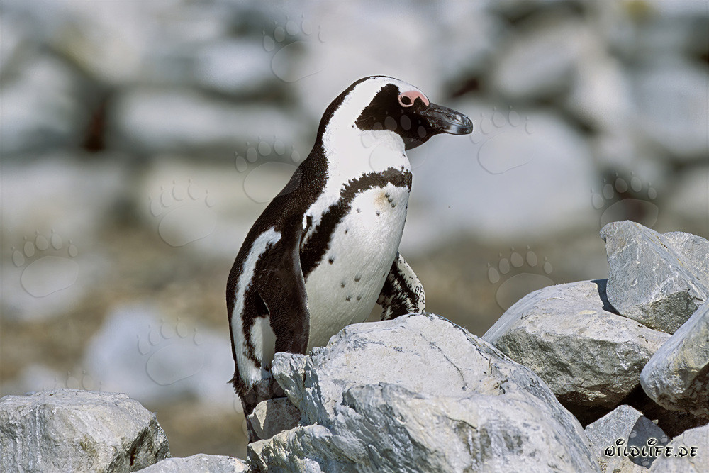 African penguin (Spheniscus demersus) on the protected Dyer Island