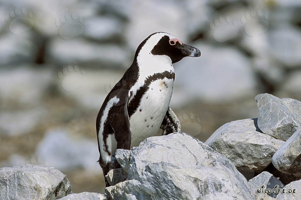 Brillenpinguin (Spheniscus demersus) auf der geschützten Dyer Island