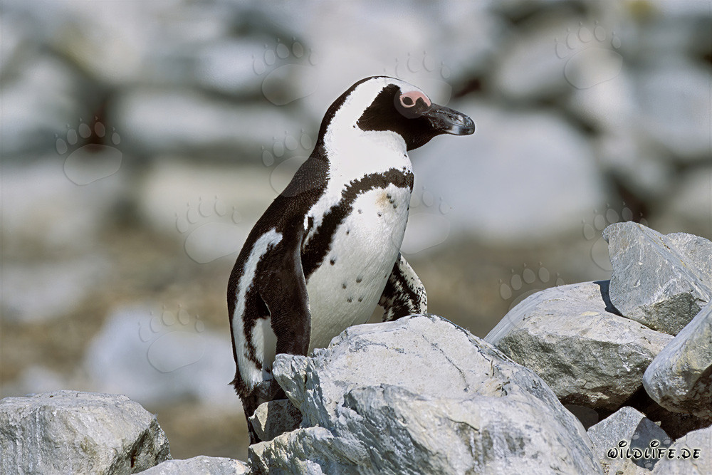 Manchot du Cap (Spheniscus demersus) sur l'île protégée de Dyer