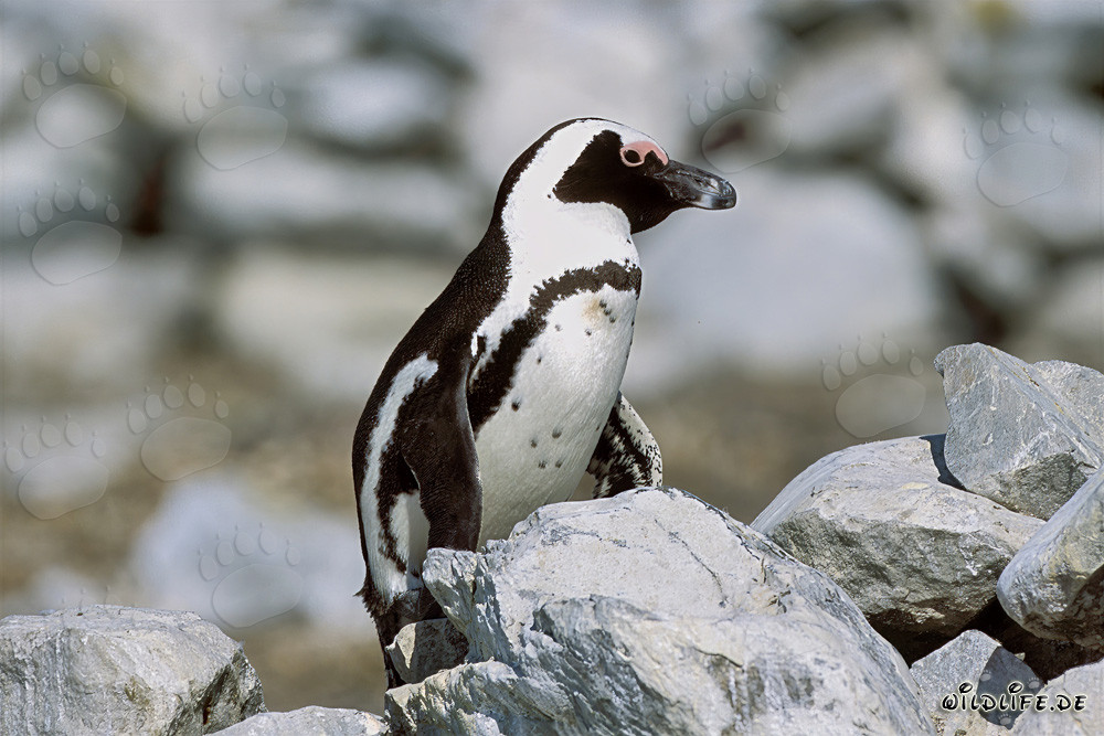 Pingüino de El Cabo (Spheniscus demersus) en la protegida Isla Dyer
