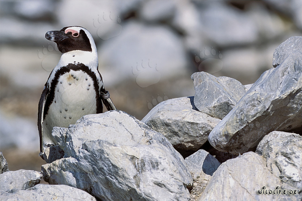 Brillenpinguin (Spheniscus demersus) auf Dyer Island, Südafrika