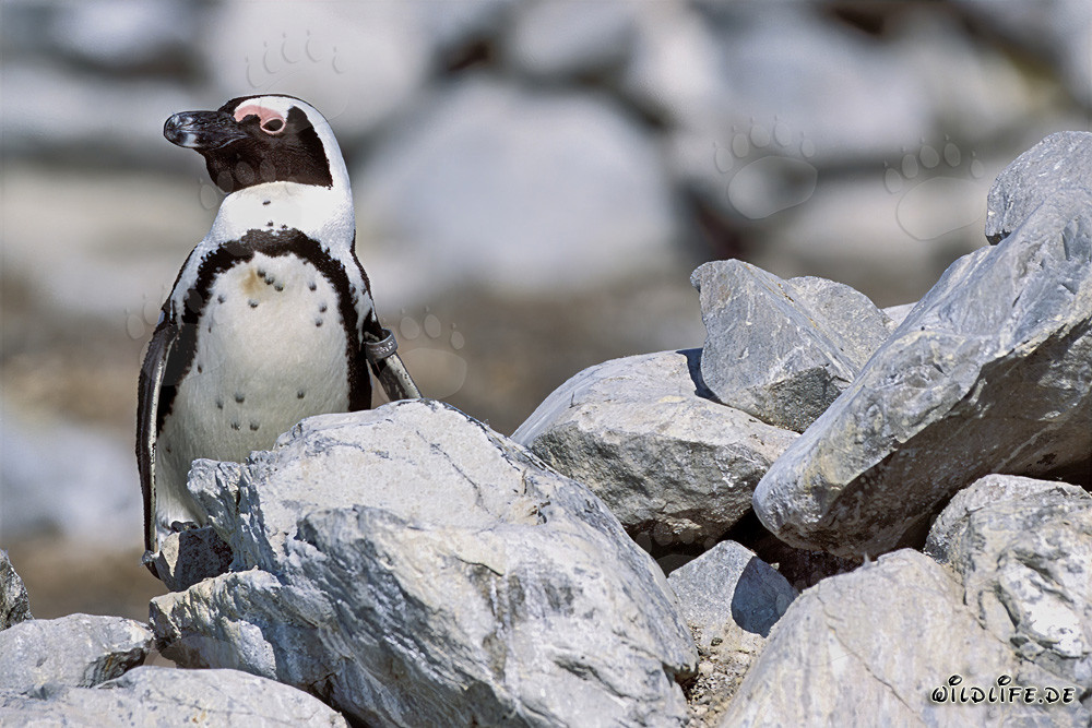 Pinguino del Capo (Spheniscus demersus) sull'isola di Dyer, Sudafrica