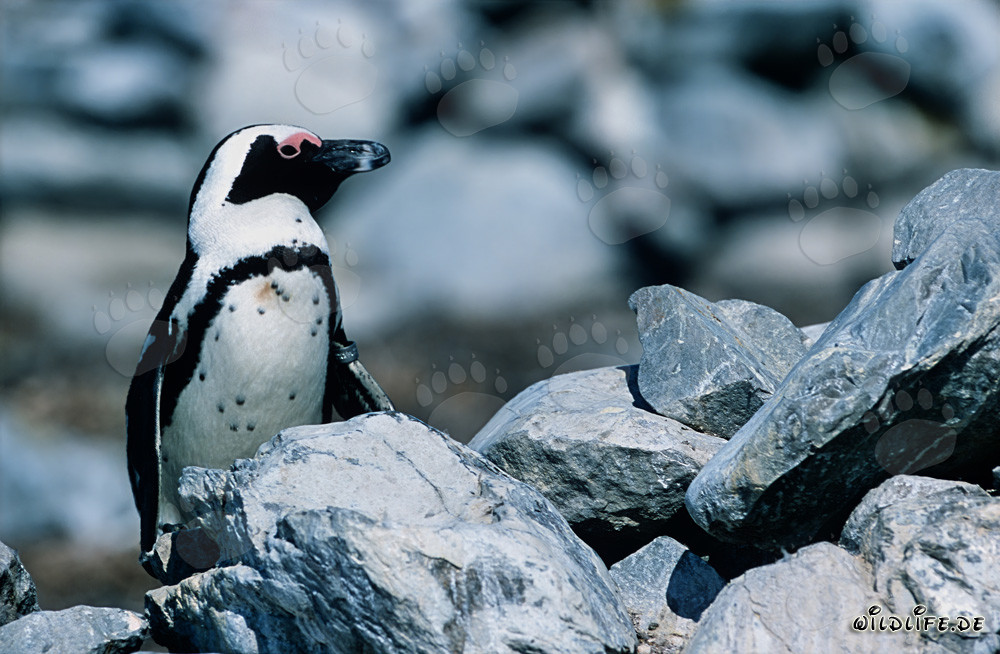 African Penguin (Spheniscus demersus) in the South African Wilderness