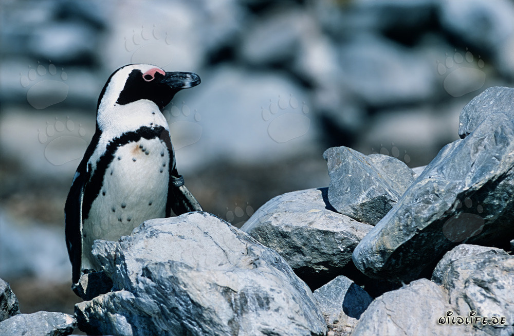 Pingüino de El Cabo (Spheniscus demersus) en la naturaleza de Sudáfrica