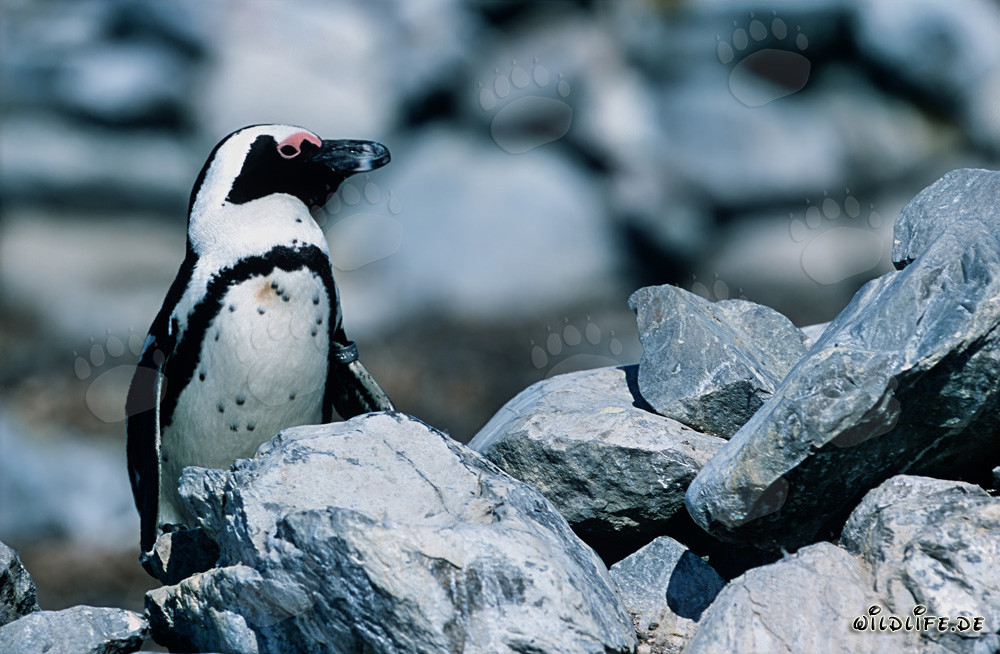 Pinguino del Capo (Spheniscus demersus) nella natura del Sudafrica