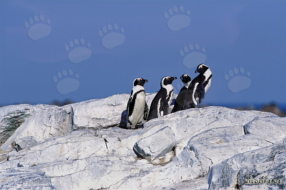 Pinguini del Capo (Spheniscus demersus)