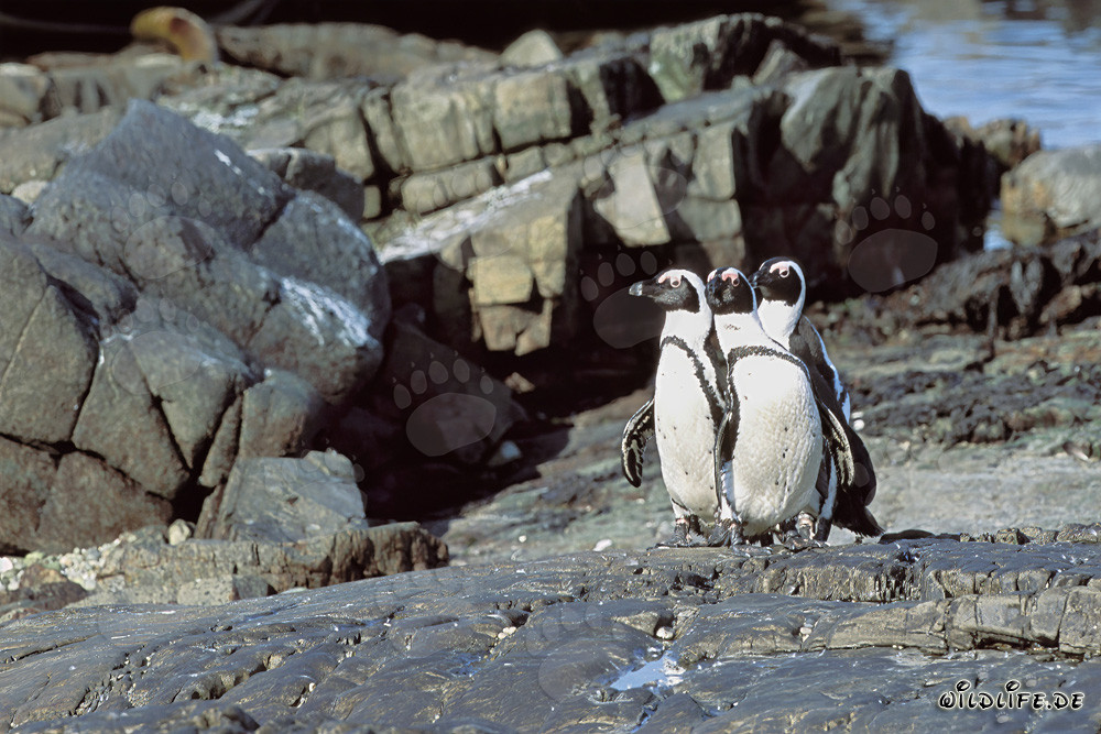 Pingouins à lunettes (Spheniscus demersus) sur l'île de Dyer