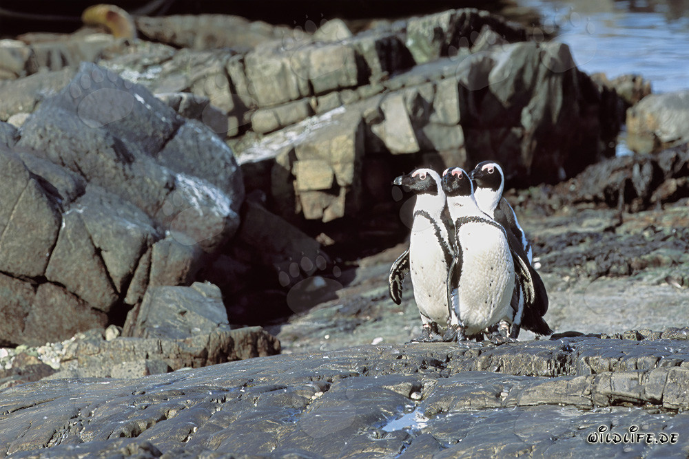 Pinguini dal becco a sella (Spheniscus demersus) sull'Isola di Dyer