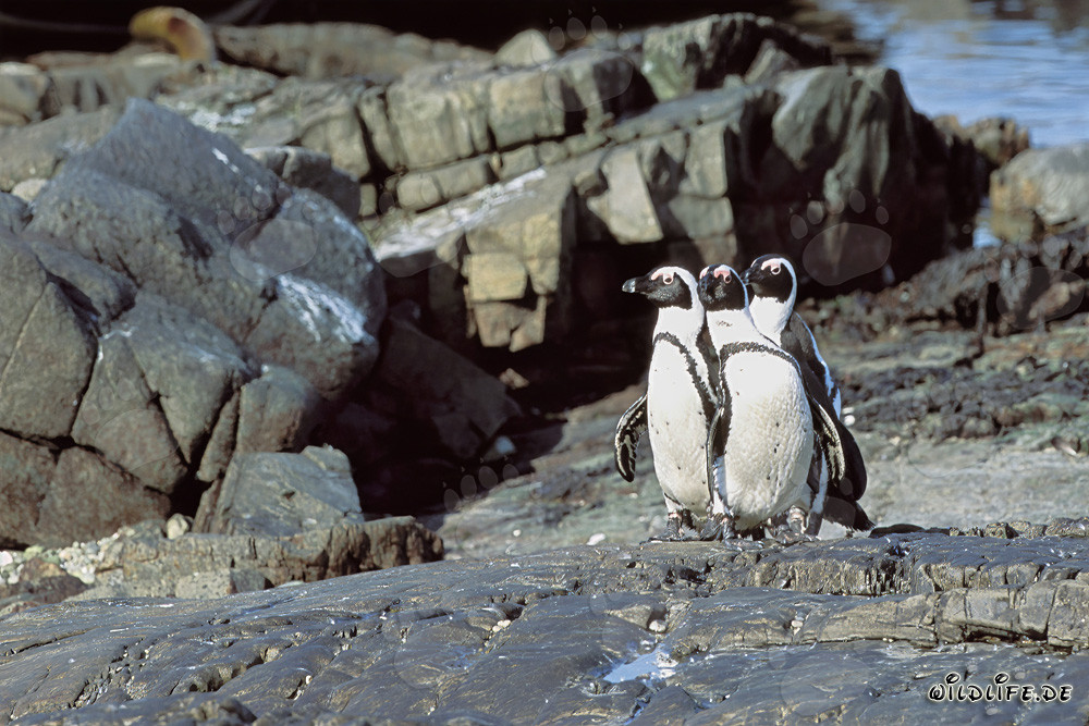 Pingüinos de anteojos (Spheniscus demersus) en la Isla Dyer