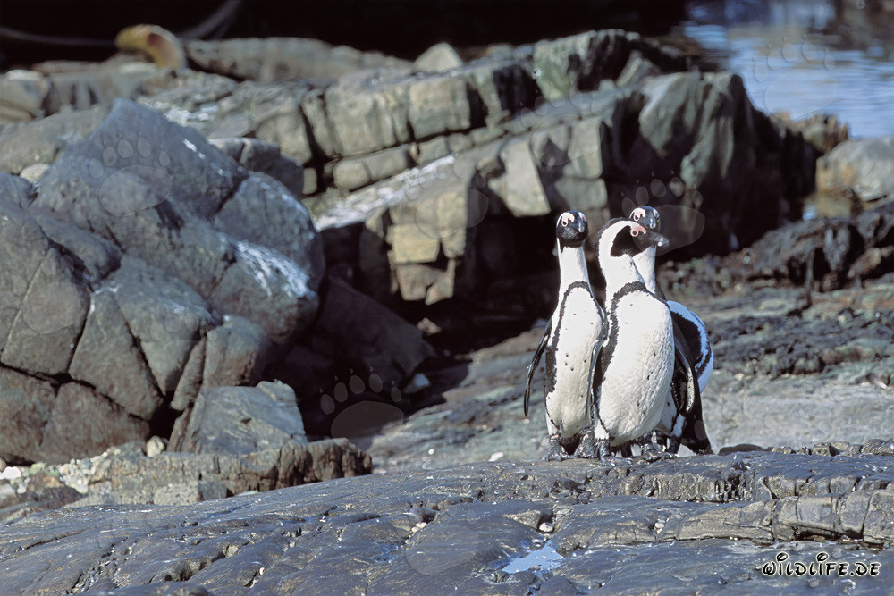 Pinguini del Capo (Spheniscus demersus)
