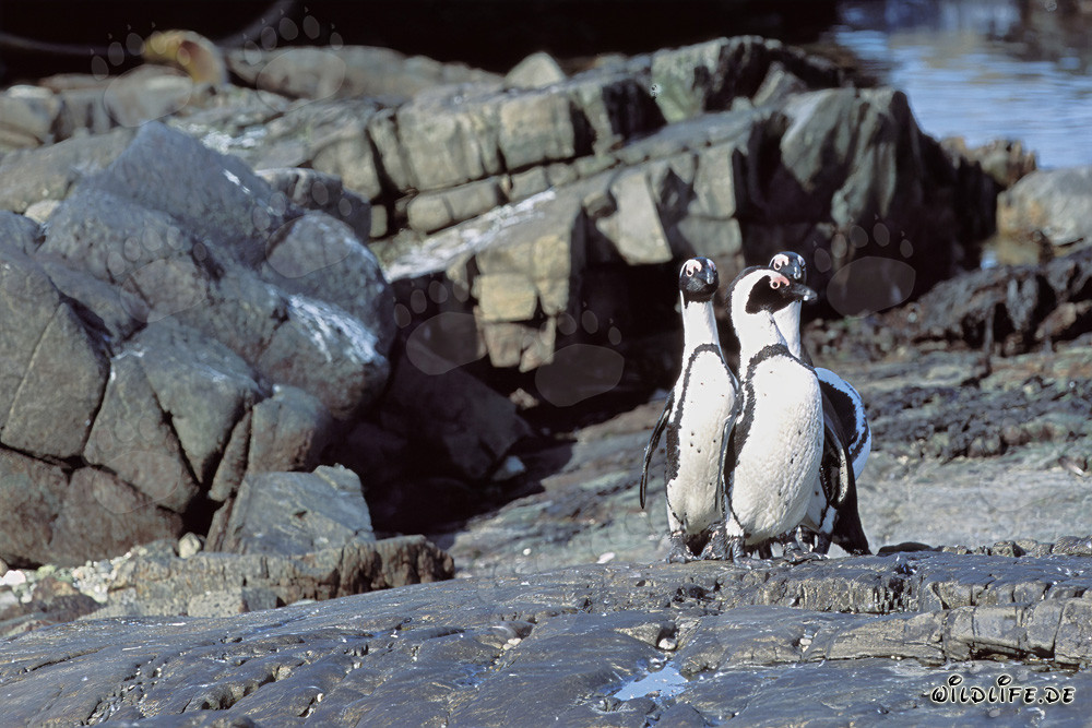 Pingüinos del Cabo (Spheniscus demersus)