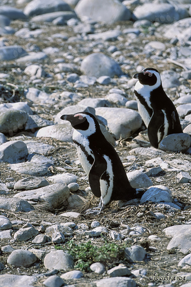 Fascinating African Penguins on Dyer Island, South Africa