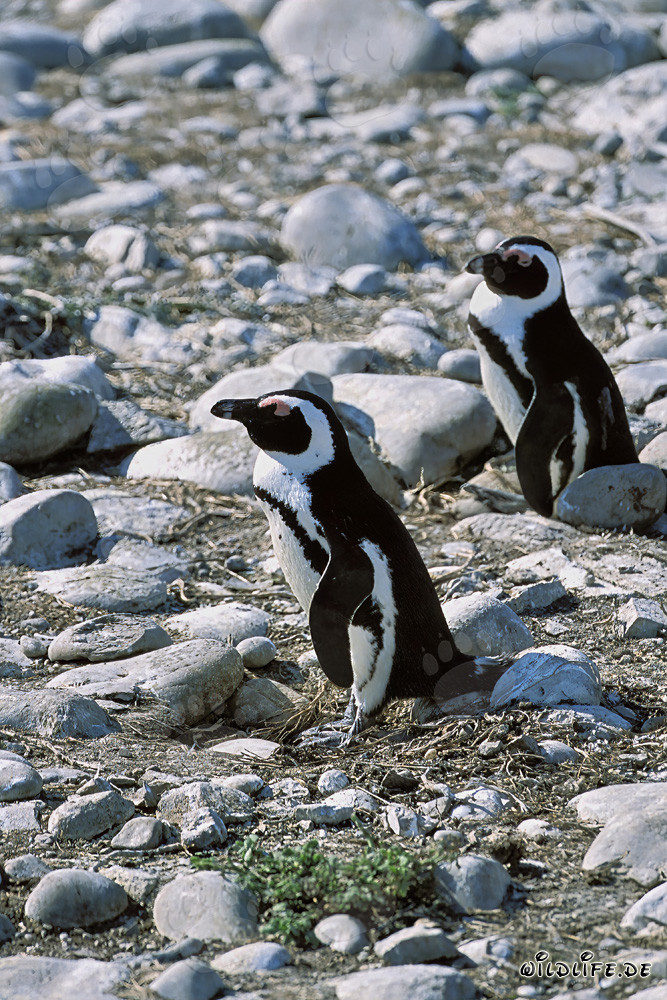 Faszinierende Brillenpinguine auf Dyer Island, Südafrika