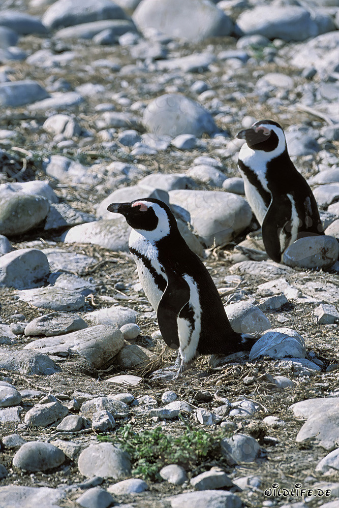 Pingoins à lunettes fascinants sur l'île de Dyer, Afrique du Sud