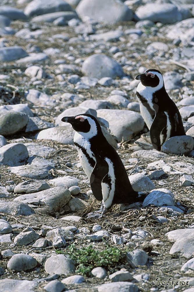 Pinguini dal piumaggio fascinoso sull'Isola di Dyer, Sudafrica