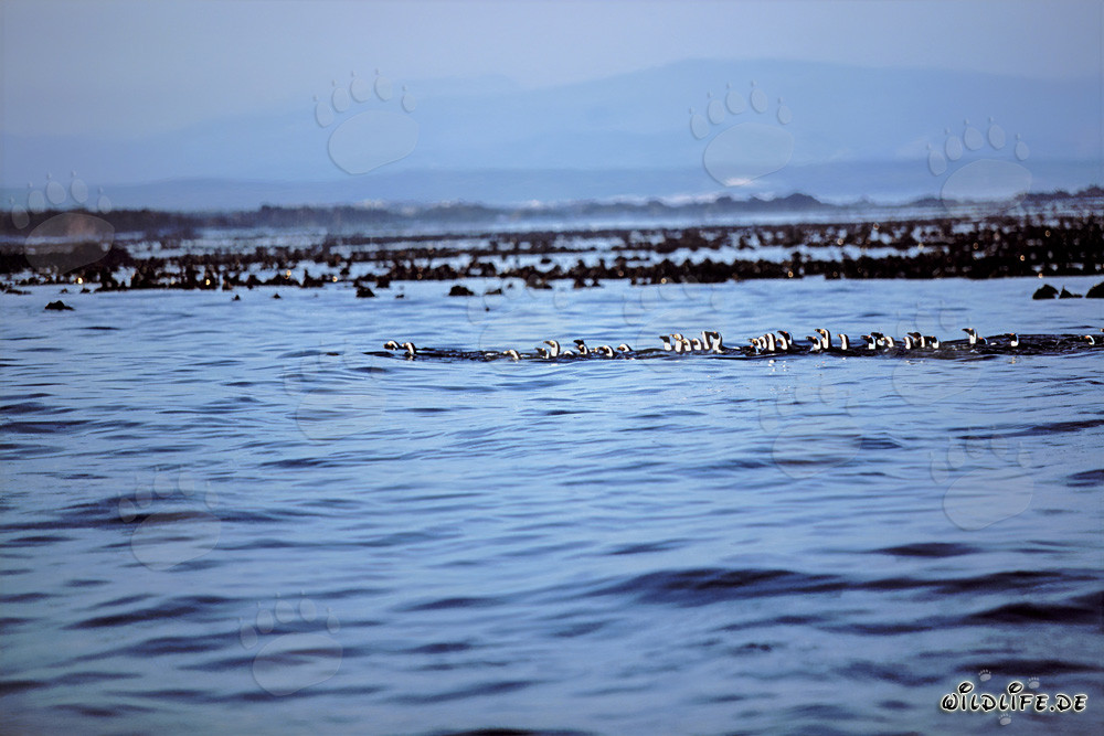 African Penguins safely return from their perilous hunt